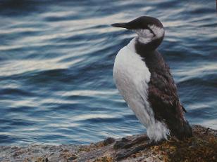 O arao é unha das aves que corre perigo de extinción en Galiza